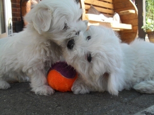 Adorable Outstanding Maltese Puppies For Sale